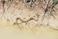 Natrix helvetica