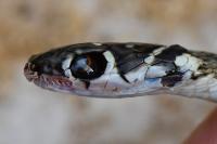 Hierophis viridiflavus