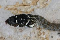 Hierophis viridiflavus