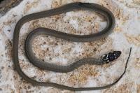 Hierophis viridiflavus