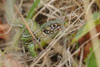 Lacerta bilineata