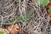 Lacerta bilineata