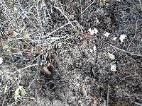 Emys orbicularis