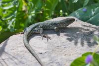 Podarcis muralis