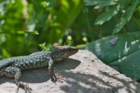Podarcis muralis