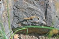 Podarcis muralis