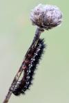 Euphydryas aurinia