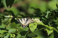 Papilioninae