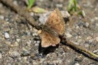 Erynnis tages