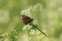 Erynnis tages