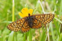 Euphydryas aurinia