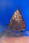 Lycaena tityrus