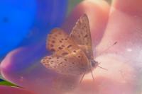 Lycaena tityrus