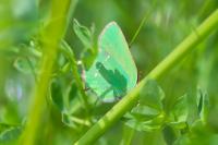 Callophrys rubi