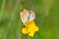 Lycaena tityrus