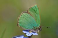 Callophrys rubi