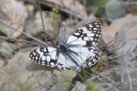 Melanargia occitanica