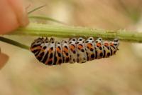 Papilio machaon