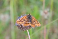 Euphydryas aurinia