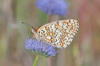 Melitaea phoebe