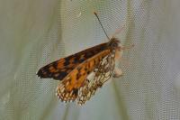Melitaea athalia