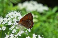 Lycaena helle