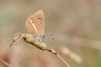 Polyommatus damon