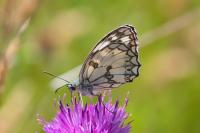 Melanargia galathea