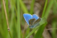 Polyommatus icarus