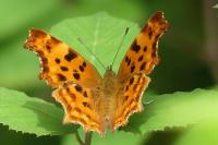 Polygonia c-album