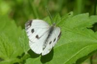 Pieris napi