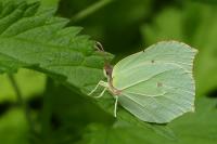 Gonepteryx rhamni