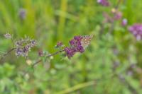 Lysandra bellargus