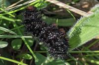 Melitaea cinxia