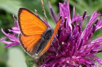 Lycaena hippothoe eurydame