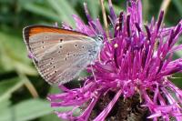 Lycaena hippothoe eurydame