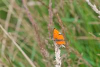 Lycaena dispar