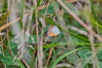 Lycaena dispar