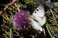 Parnassius phoebus