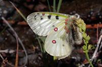 Parnassius phoebus