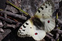 Parnassius phoebus