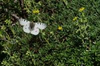 Parnassius phoebus