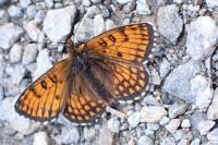 Melitaea varia