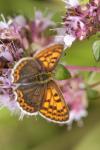 Lycaena tityrus