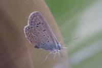 Polyommatus icarus