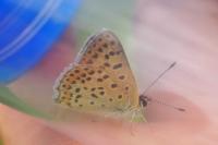 Lycaena tityrus