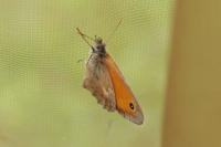 Coenonympha pamphilus