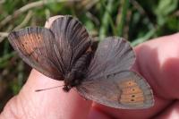 Erebia pandrose