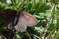 Erebia pandrose