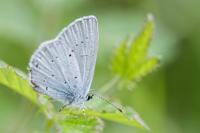 Celastrina argiolus